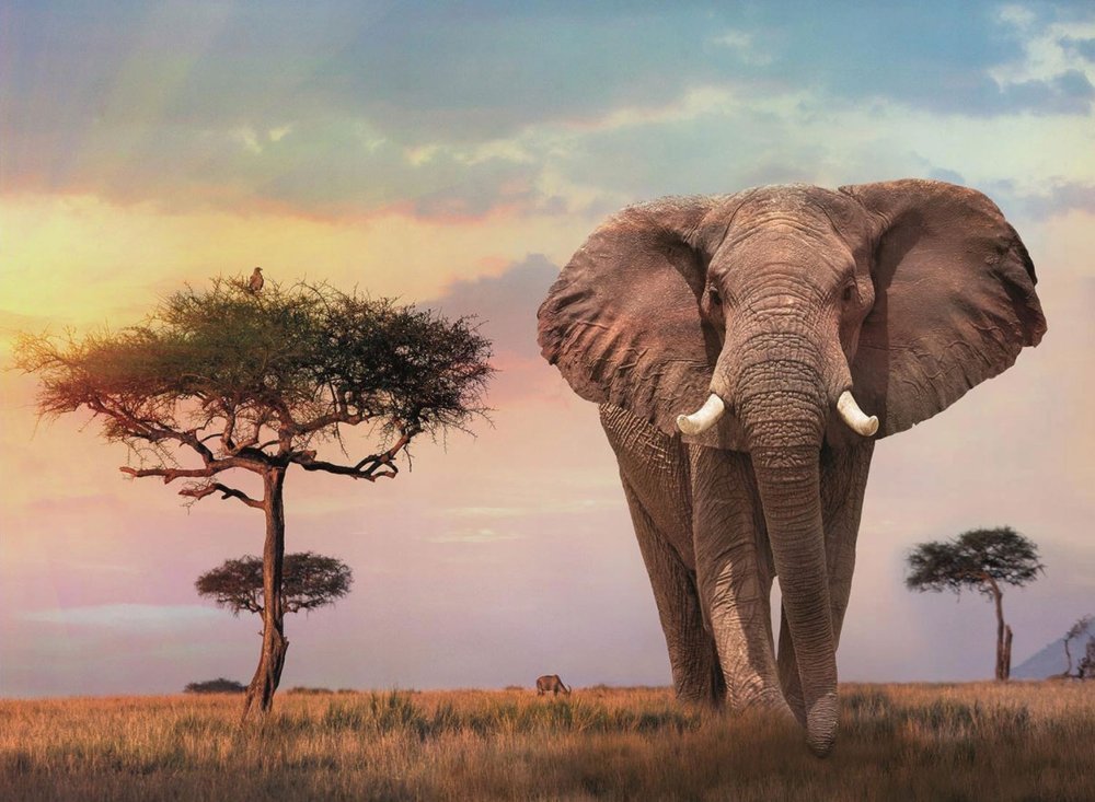 Clementoni Rompecabezas Atardecer En Africa 500 Pza
