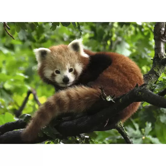 Ravensburger Rompecabezas Lindo Panda Rojo 500 Pza