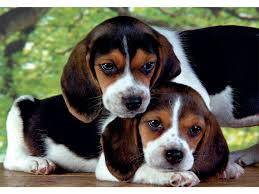 Clementoni Rompecabezas Beagles Juntos 500 Pza