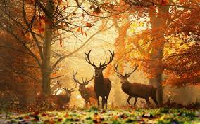 Heye Rompecabezas Bosque Magico 1000 Pza