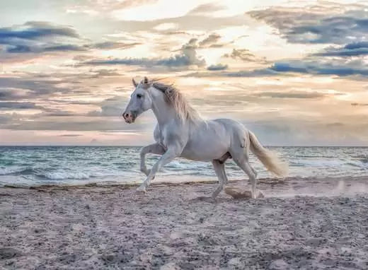 Ravensburger Rompecabezas Caballo En La Playa 500 Pza