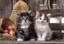 Clementoni Rompecabezas Gatitos Adorables 1000 Pza