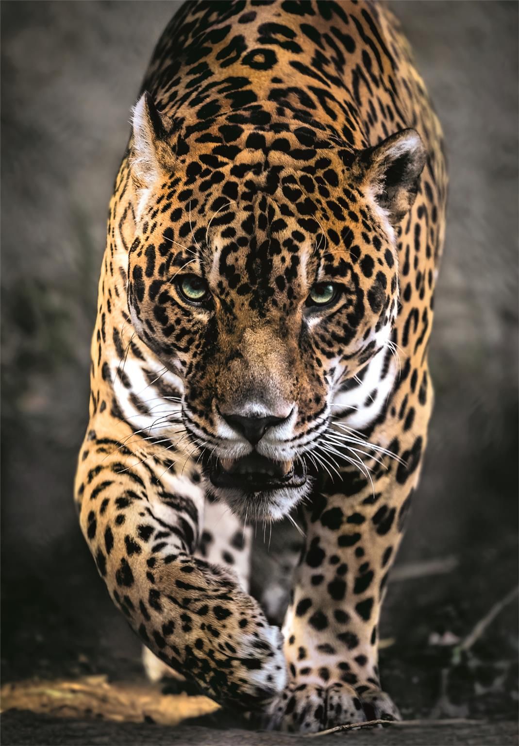 Clementoni Rompecabezas Caminata Del Jaguar 1000 Pza