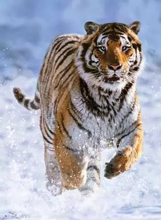 Ravensburger Rompecabezas Tigre En La Nieve 500 Pza